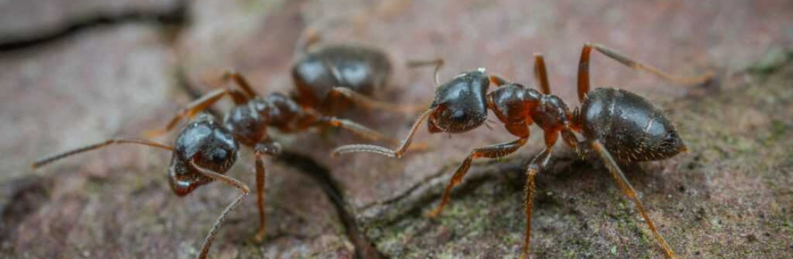 Ant Pest Control Melbourne Cover Image