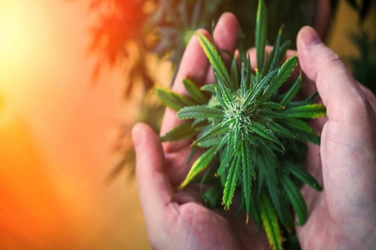 Cannabis Marketing Experts: Elevate Your Brand with Strategic Insights