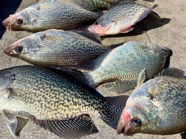 Lake Hartwell Crappie Fishing Report March 28th 2024 - Lake Hartwell Fishing Guides