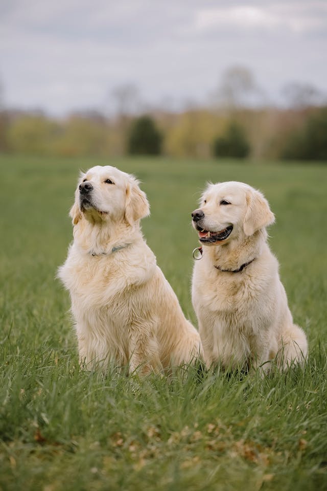 #1Best Cheap English Golden Retriever breeder adoption Puppies for Sale Indianapolis