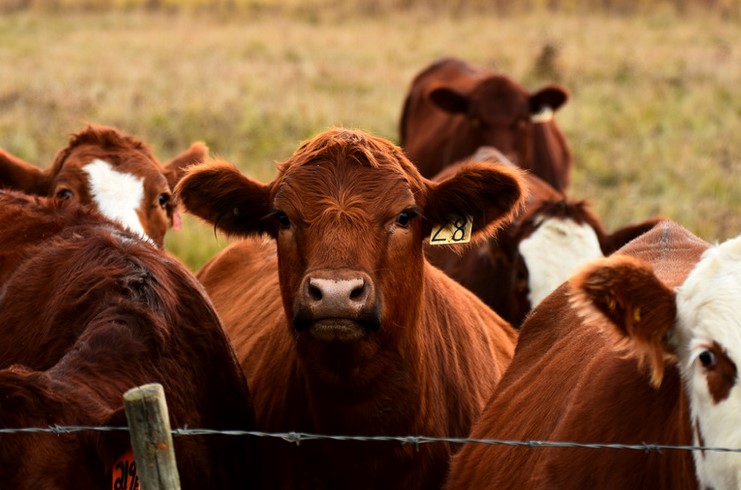 Benefits Of Beef Farming In South Africa That You Must Consider | TheAmberPost