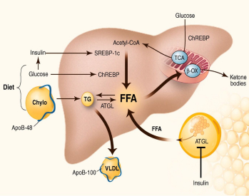 Lipid profile Test - My Care Labs