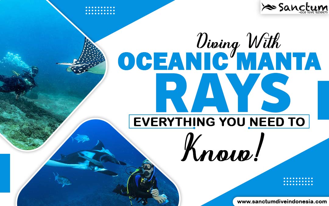 Diving With Oceanic Manta Rays: Everything You Need to Know! – Dive Indonesia, Scuba Bali Dive