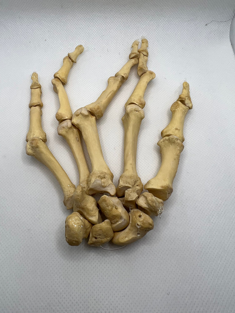 Buy Real Human Left Hand 102 Bones For Sale Online Cheap | Active Science Parts