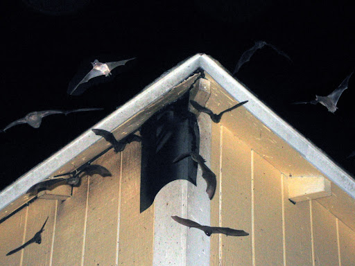 Understanding the Importance of Professional Bat Removal Services  - Blogs - The SMS City