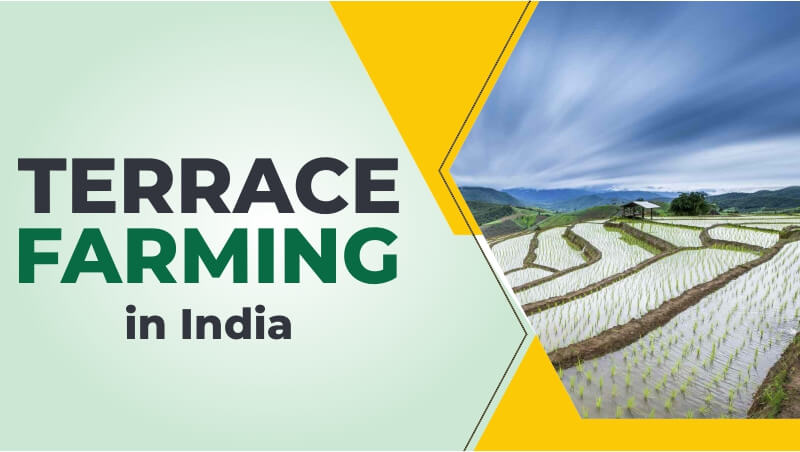 Terrace Farming in India 2024: KhetiGaadi Latest Blog