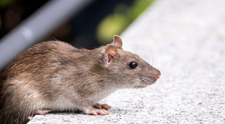 Safe and Humane Rat Removal Methods for Your Home - BIP Luxury Apts News